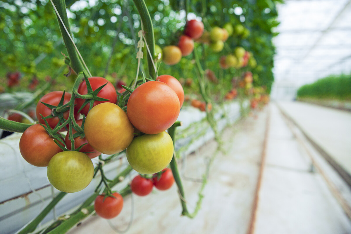 green yellow red tomatoes hanged from their plants inside greenhouse close view